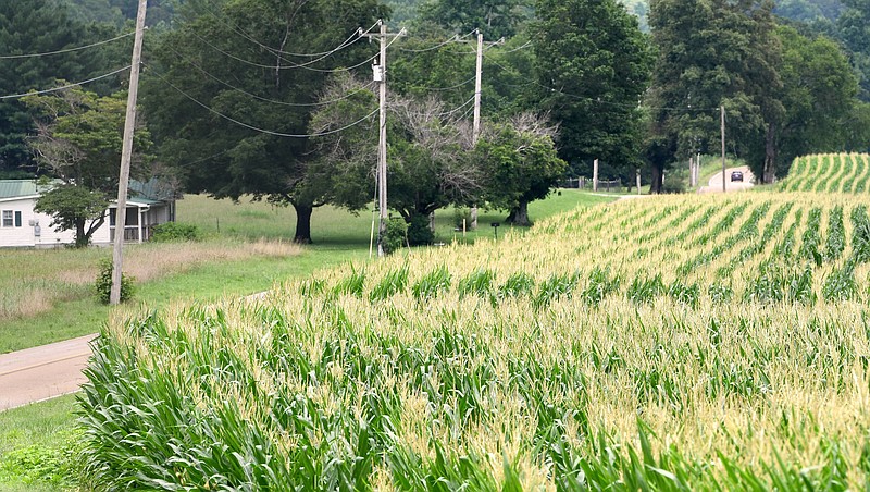Staff Photo by Robin Rudd / Rows of ripening corn cover the acreage at McDonald Farm, along Coulterville Road on June 5. Hamilton County commissioners are mulling the future of the property after residents expressed concerns about rezoning 871 acres of the farm to manufacturing.