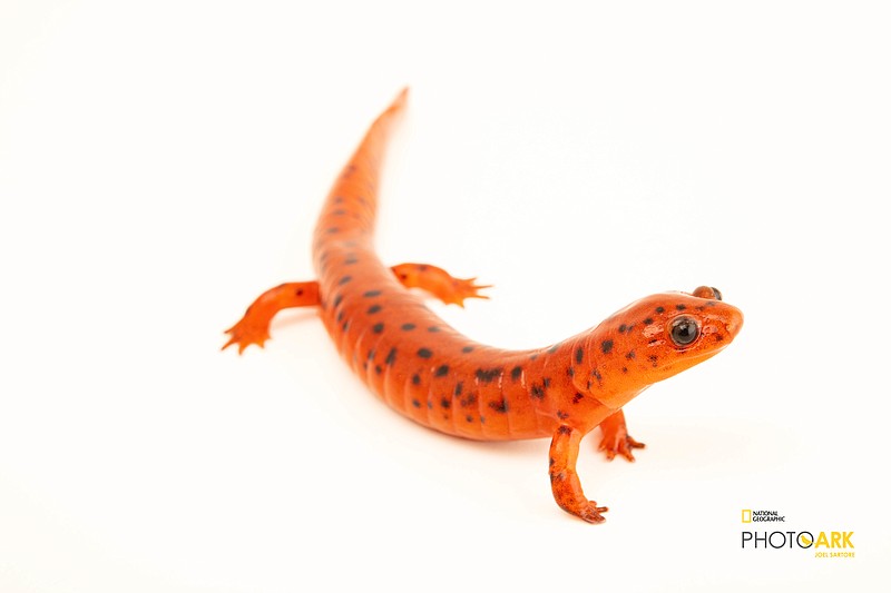 This midland mud salamander (Pseudotriton montanus) was photographed at the Tennessee Aquarium for Joel Sartore's National Geographic Photo Ark project. Sartore will be in Chattanooga on Feb. 29 for a preview program to kick off a display of two dozen images.