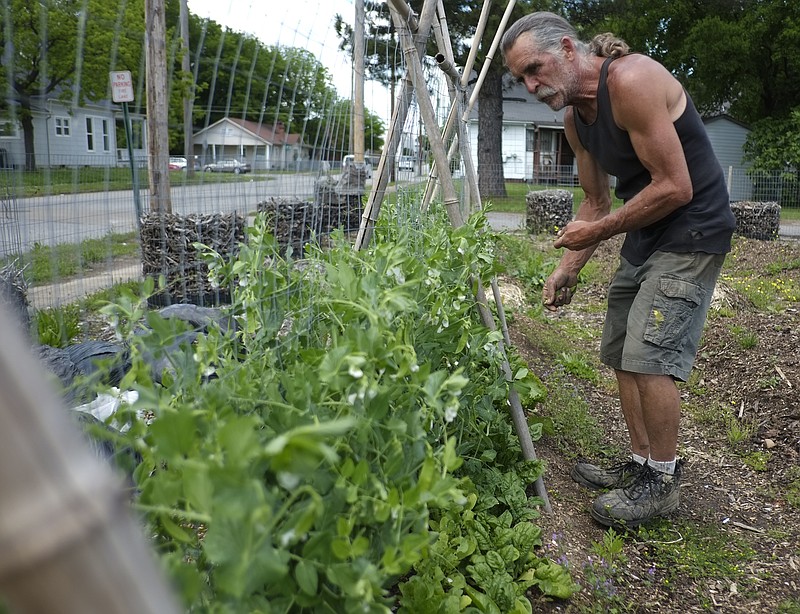 Staff File Photo / Joel Tippens picks snow peas from plants in the East Main Street Community Garden along Main Street in Chattanooga in this 2013 photo. The garden was created by the nonprofit Fair Share Urban Growers to help combat area food deserts.