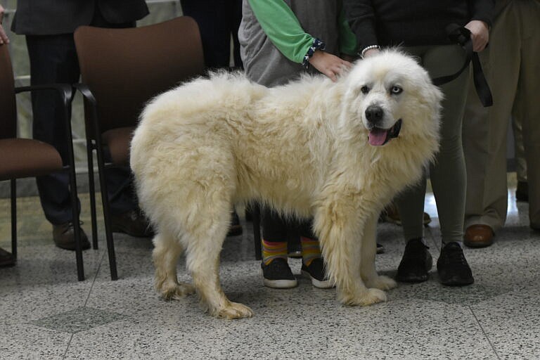 Casper, a Great Pyrenees from Decatur, Ga., took home the People's Choice Pup Award. / Georgia Recorder photo by Ross Williams