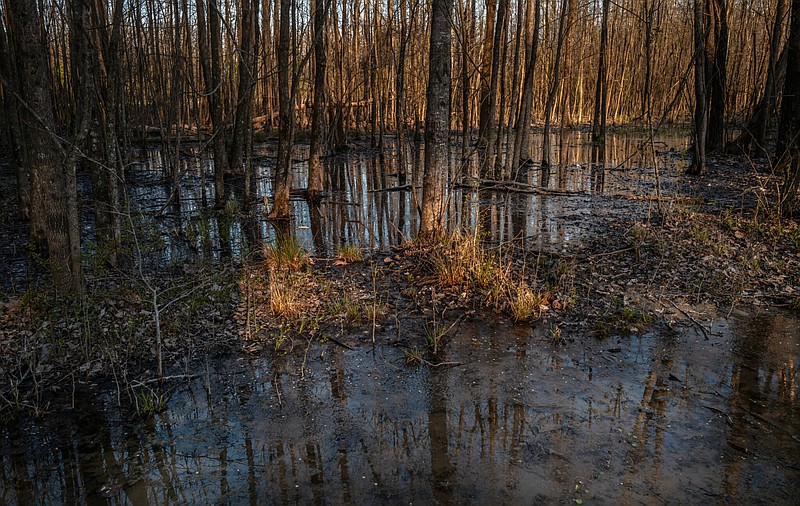 Wetlands are seen at Nashville's Shelby Bottoms. / Tennessee Lookout Photo by John Partipilo