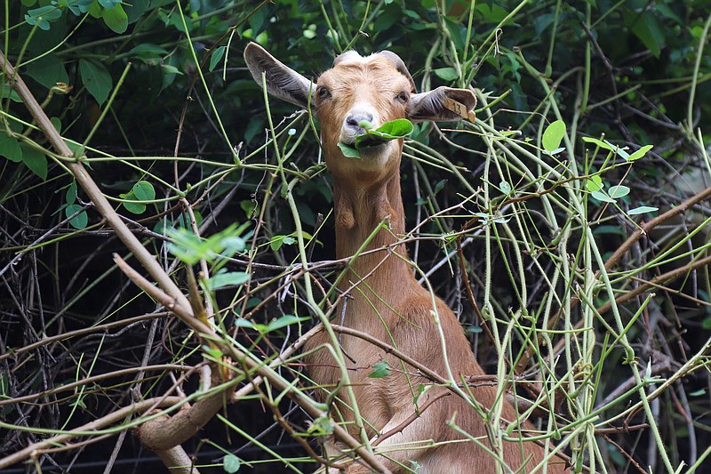 Staff file photo by Olivia Ross / A goat eats leaves on a trail at the city of Chattanooga's Stringers Ridge Park. Chattanooga Audubon Society plans to employ goats on Maclellan Island to destroy invasive plants.
