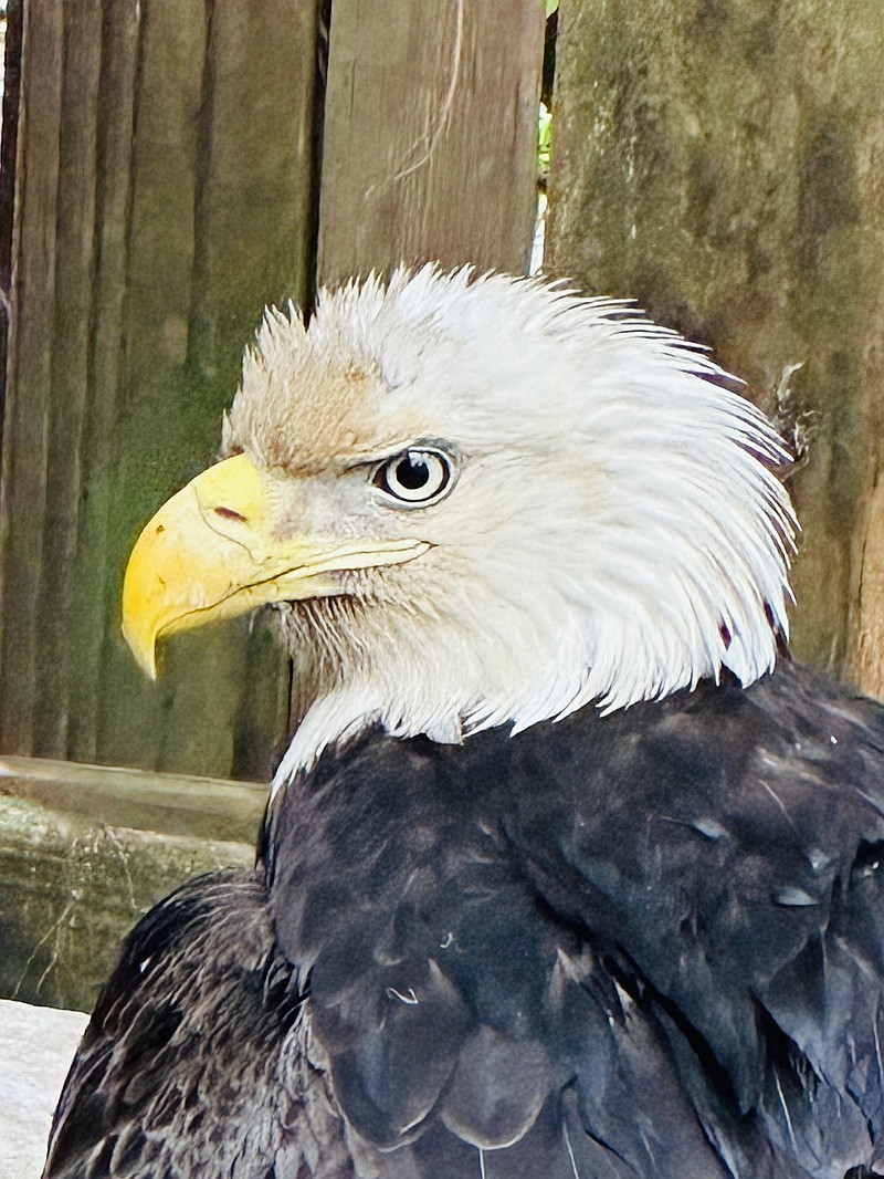 Contributed photo / A bald eagle was rescued March 16 after being found injured in Rhea County from an apparent gunshot wound and is recovering at the Owl Ridge Raptor Center, operated by Lisa and Chris Thomison in Grainger County. Rescuers are seeking a permanent home for the eagle, named Takatoka for a Cherokee principal chief.