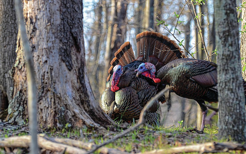 Contributed photo / Gobblers can't help but make a little noise when they hear the call of hens and the sound of rivals. Finding a way into this conversation is a big part of the process for the spring turkey hunter.