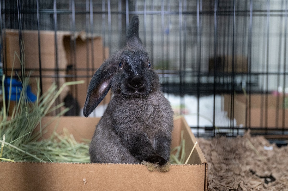 100 Animals Rabbit Video features caregiver for 100 rabbits rescued in Chattanooga ...