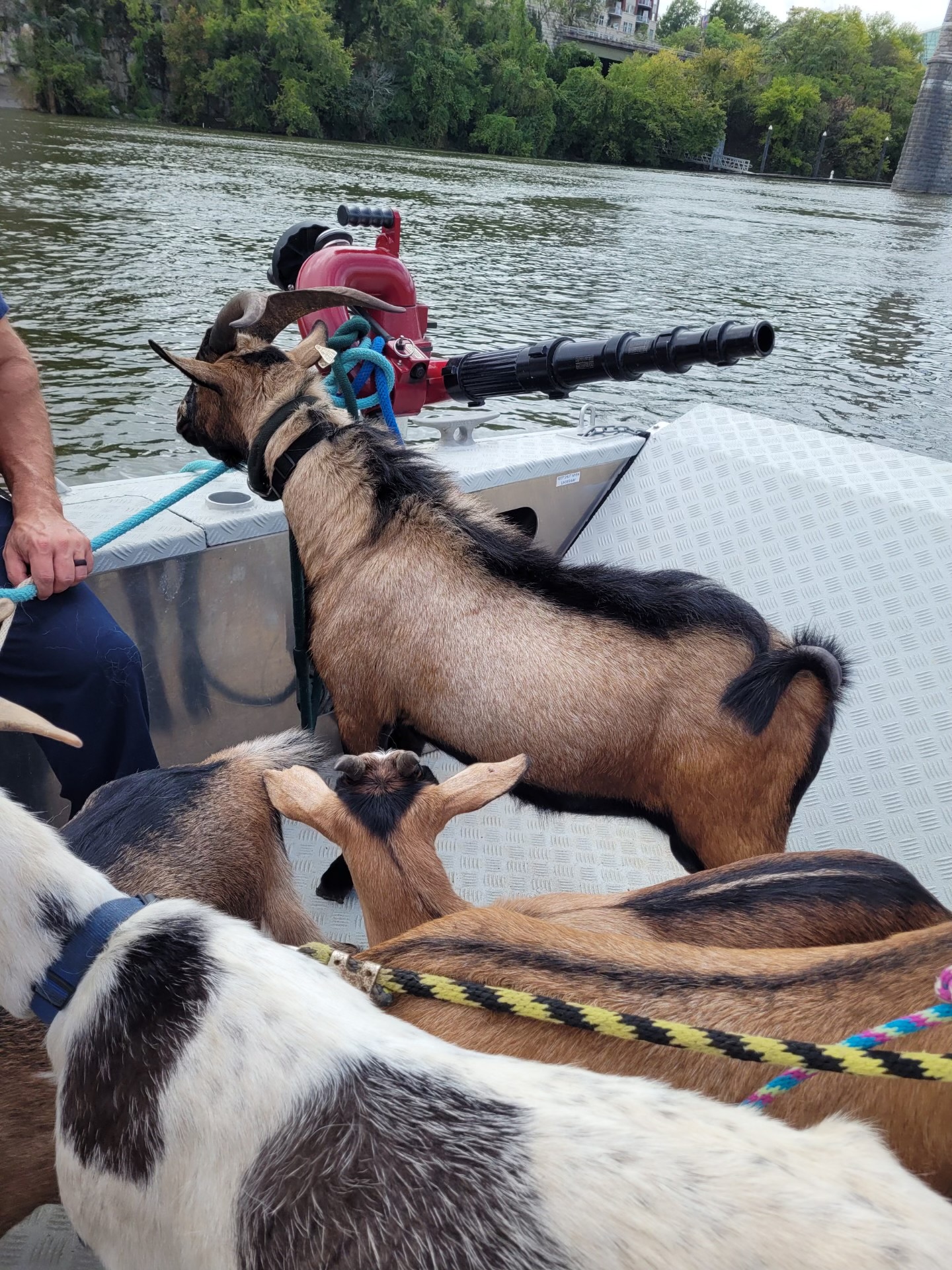 WATCH: Maclellan Island goats evacuated due to rapidly rising water ...