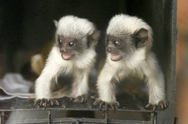 Staff photo by Abby White / The two recently welcomed baby pied tamarins at the Chattanooga Zoo explore their enclosure on Wednesday, Oct. 23, 2024. The Chattanooga Zoo recently welcomed two baby pied tamarins to the zoo.