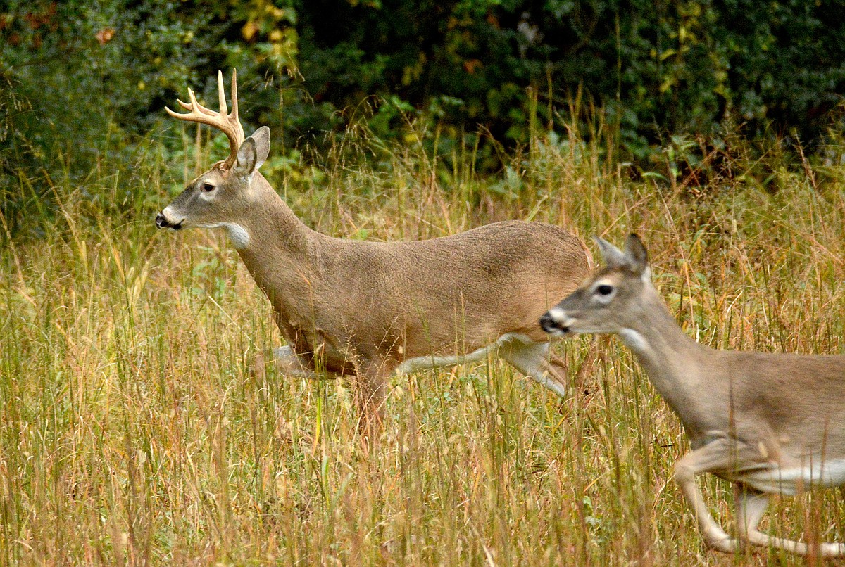 Case: Doe a deer (a female deer) that may suit your hunting needs |  Chattanooga Times Free Press