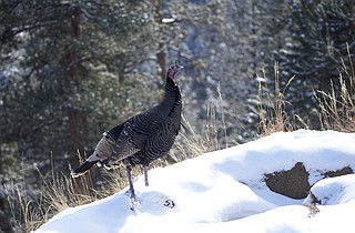 AP file photo by David Zalubowski / A wild turkey forages at a scenic overlook near Buffalo Creek, Colo. Wild turkeys have proven to be tough birds when it comes to dealing with winter's harshest elements, provided they have enough food, but they also have ways of adapting when such fuel is in short supply.