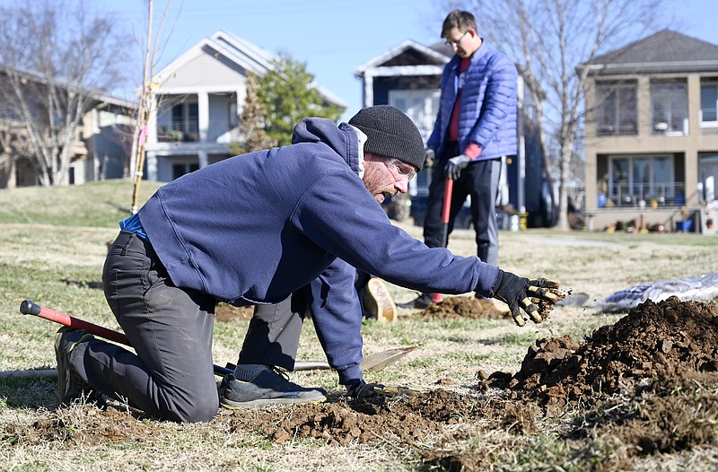 Staff photo by Abby White / Nathan McDonough removes dirt by hand to plant a red mulberry tree at Jefferson Park on Jan. 15, 2025. Chattanooga Parks and Outdoors staff and volunteers planted native trees in an effort to increase the city's tree canopy.