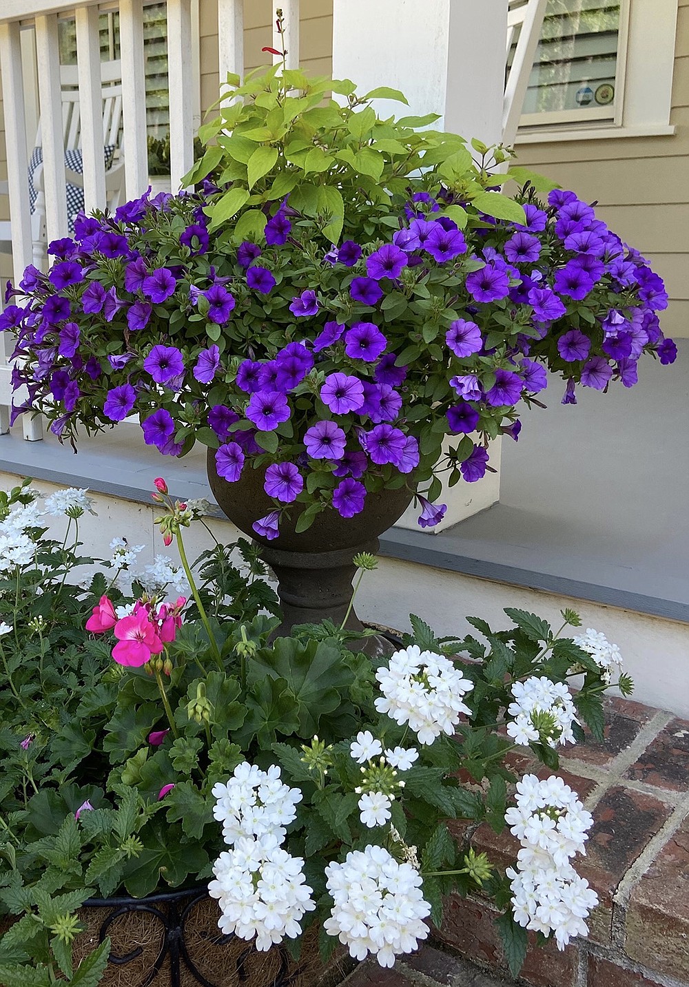 Supertunia Mini Vista Indigo petunia and Rockin Golden Delicious pineapple sage wow with Superbena Whiteout verbena blooming below. (TNS/Norman Winter)