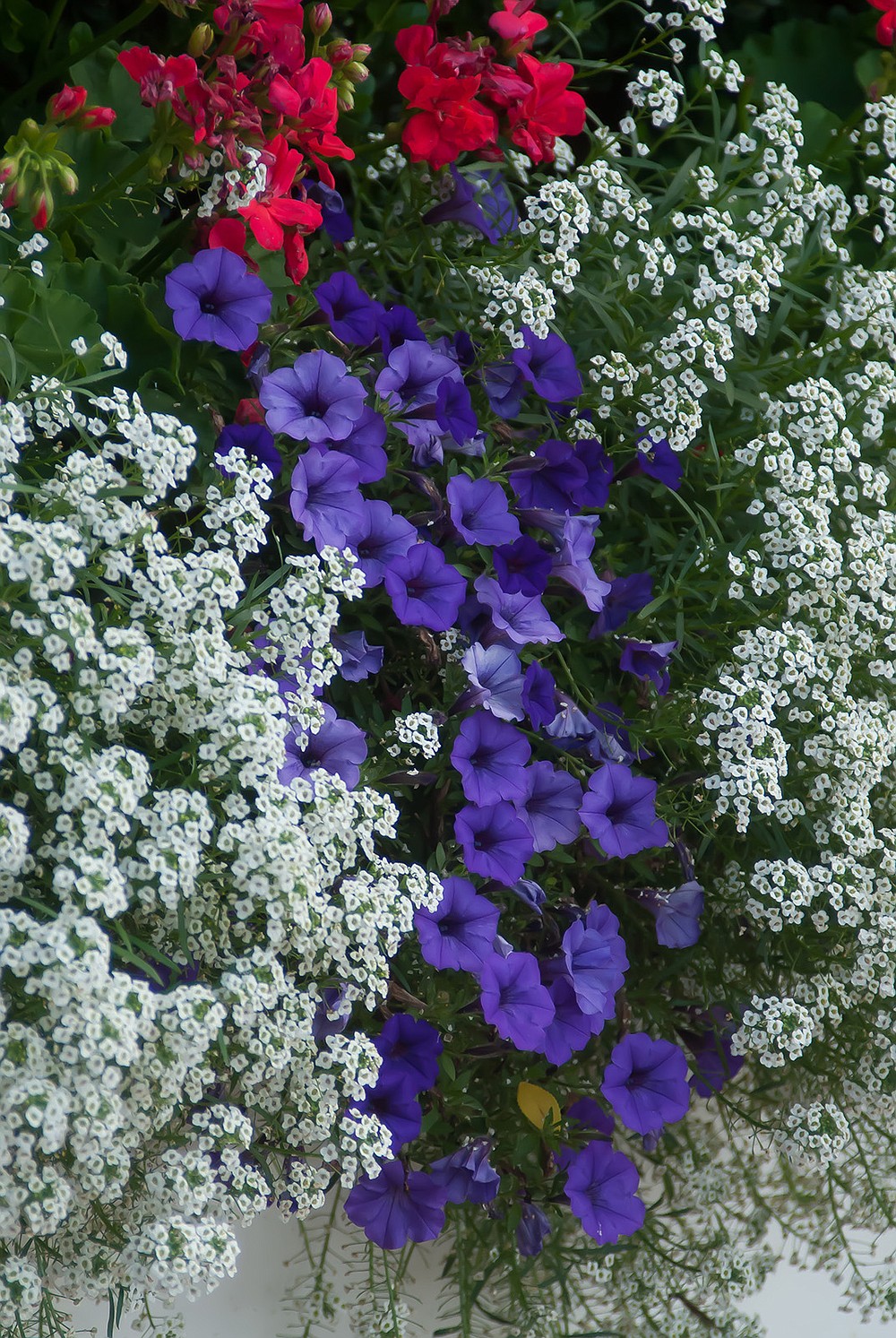 Supertunia Mini Vista Indigo petunia, Snow Princess sweet alyssum and Calliope geraniums combine for a red white and blue theme. (TNS/Norman Winter)