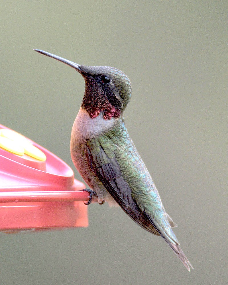 Quin Warsaw/Bella Vista Photography Club
Bella Vista is a bird haven and a birdwatchers paradise. Many backyards hoist hummingbird feeders beginning early April to attract the Ruby-throated Hummingbird to their space. They are the only hummingbird known to nest and breed in Arkansas and they head back south in September or October.