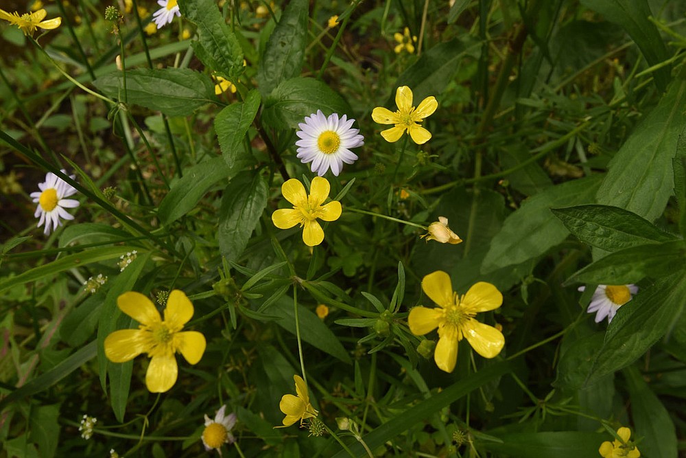 Western daisies show their blossoms along with buttercups on May 14 2020 at the Natural Dam waterfall.
(NWA Democrat-Gazette/Flip Putthoff)