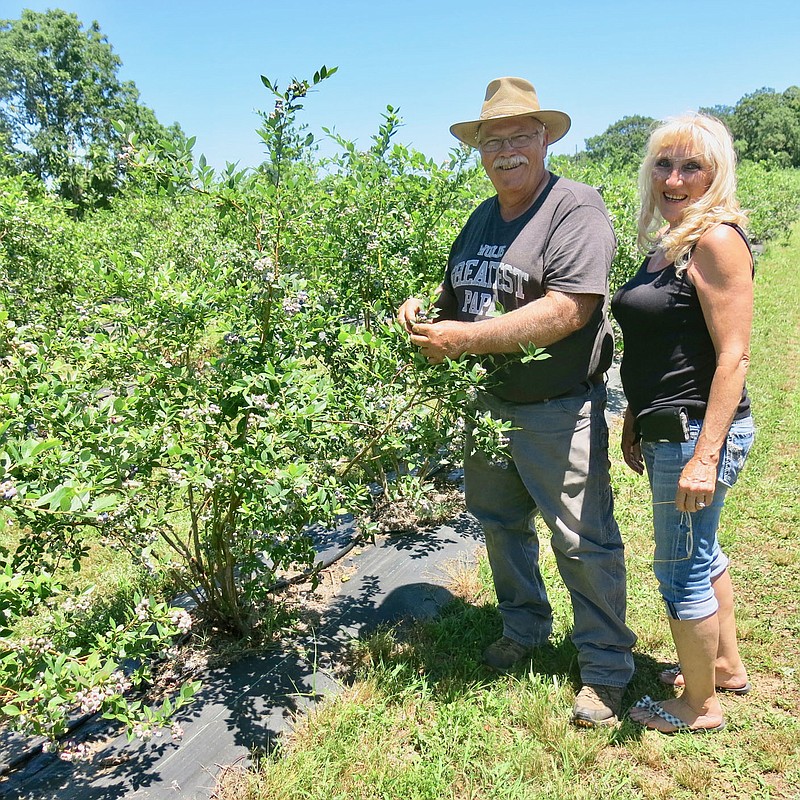 Westside Eagle Observer/SUSAN HOLLAND
Joe and Eileen Tyler show some of the ripening berries on one of the many blueberry bushes at Rock-A-Berry Farm. Their farm, located at 10407 Orchard Road in Decatur, is open for customers who want to buy berries or just pick their own.