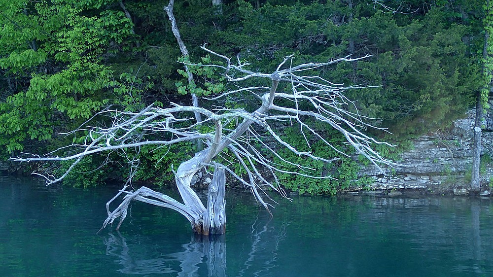 Trees along the Beaver Lake shoreline are like nature's artwork. Black bass and other game fish hang around them. Culmer has plucked several bass from around this one tree in Van Winklle Hollow.
(NWA Democrat-Gazette/Flip Putthoff)