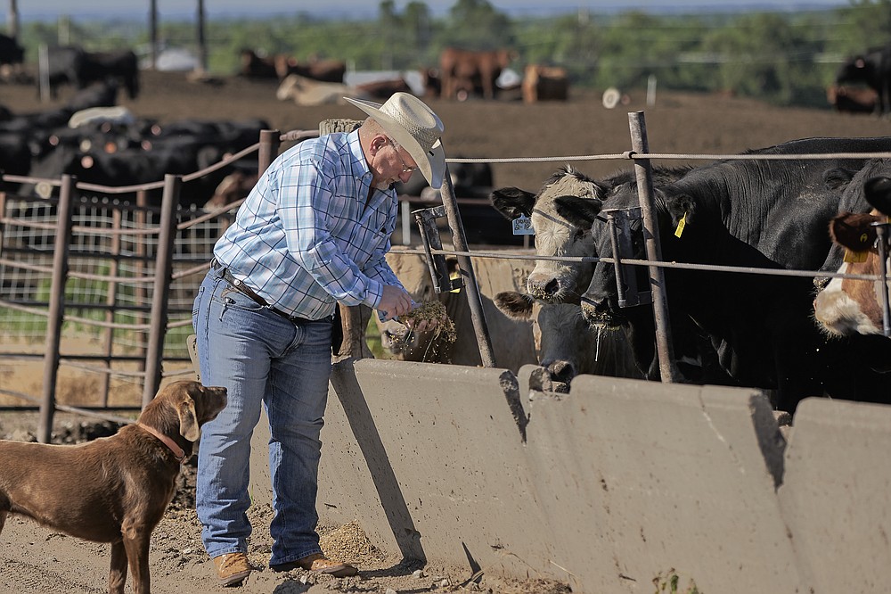 Mike Drinnin checks on cattle feed at a feedlot in Columbus, Neb., Wednesday, June 10, 2020. Drinnin, who owns feedlots in Nebraska, said everyone involved in raising and feeding cattle felt the squeeze this spring when beef and pork processing plants were operating at roughly 60 percent of capacity, amid the coronavirus pandemic. It's welcome news that production is now above 95 percent of last year's level, but a backlog of millions of pigs and cattle remains. (AP Photo/Nati Harnik)