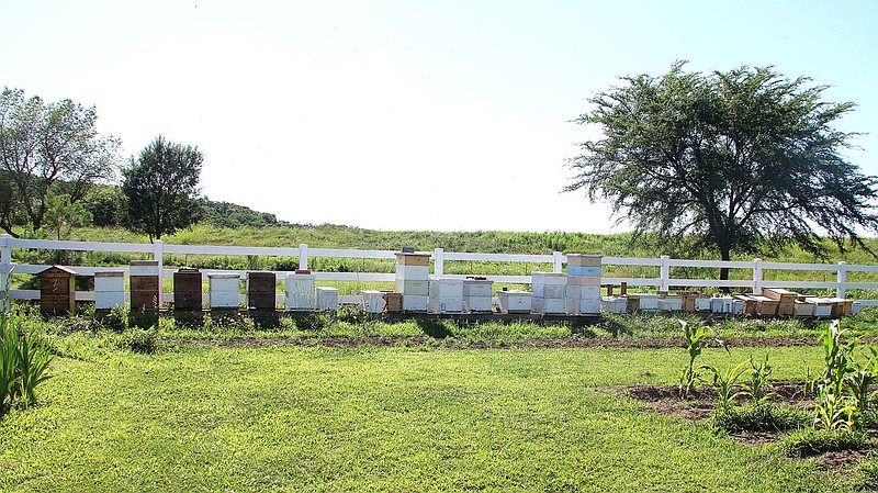 LYNN KUTTER ENTERPRISE-LEADER
Caleb Hutcherson's beekeeping hobby and business can be found along the back of the family farm. He has 50 hives and also helps people who need bee colonies removed from their property. He sells pure honey made by the bees. The bees also help pollinate the crops in the farm's three gardens.