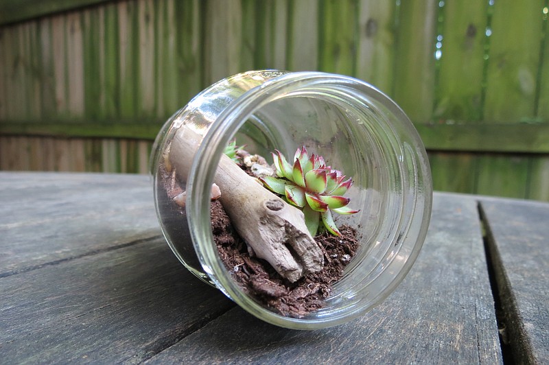 This terrarium is an easy and fun way to upcycle an empty jelly jar or other large glass jar. (For The Washington Post/Kris Coronado)