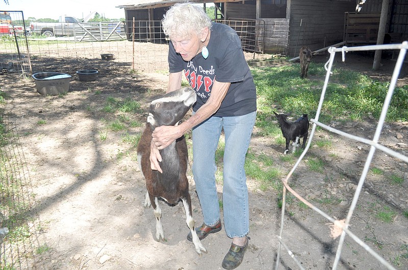 RACHEL DICKERSON/MCDONALD COUNTY PRESS Hobby farmer Joi Chupp is pictured with one of her milk goats at her 40-acre farm.