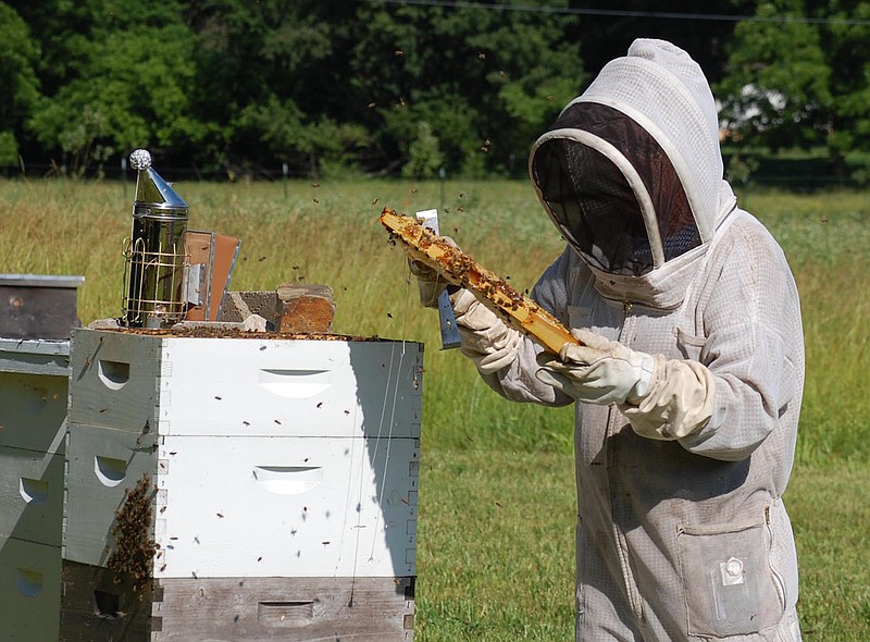 Janelle Jessen/Herald-Leader
Lynn Paskiewicz checks the bees in one of her hives.