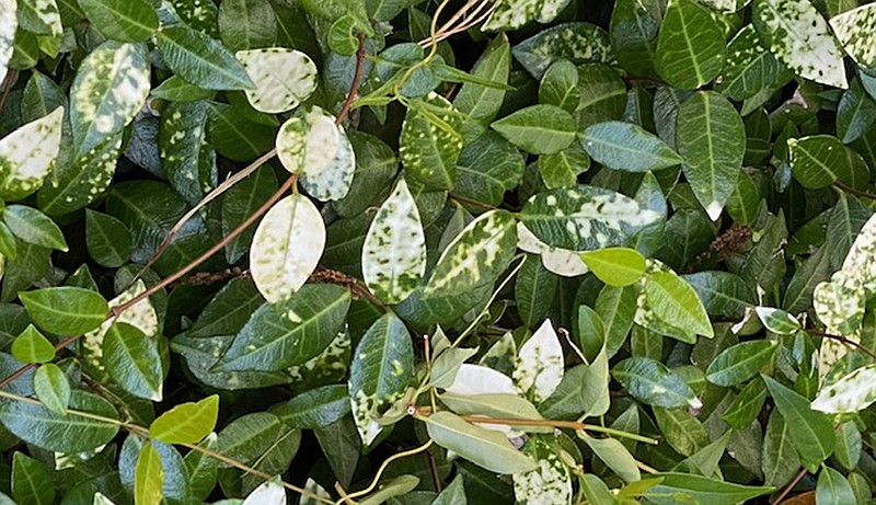 This Asian jasmine went from green to variegated. (Special to the Democrat-Gazette)