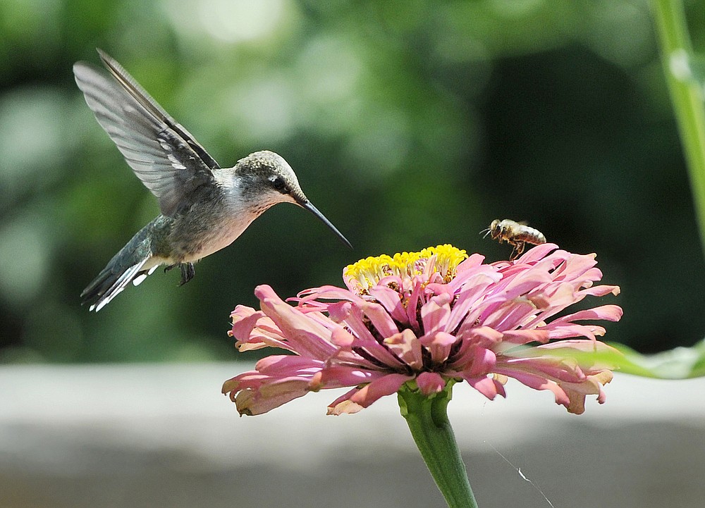 FILE - In this Aug. 4, 2015, file photo, a hummingbird and a bee pollinate a flower at the Veterans Therapeutic Gardens in Caldwell, Idaho. Homeowners can attract hummingbirds to their gardens with a multitude of flowering plants that include bleeding hearts, cardinal flower, impatiens and petunias. (Adam Eschbach/The Idaho Press-Tribune via AP, File)