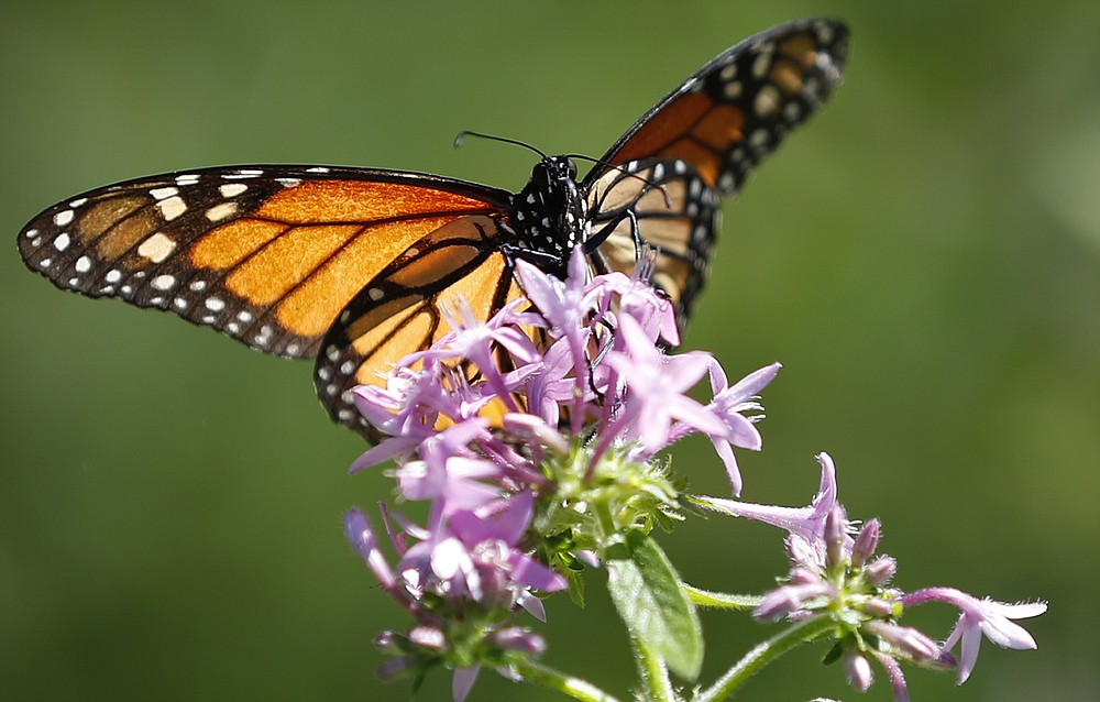 FILE - In this July 1, 2019, file photo, a monarch butterfly lands on a penta plant in the front yard of Tom Carroll and Hermine Ricketts in Miami Shores, Fla. Homeowners can attract butterflies to their gardens with a multitude of plants that include fennel, dill, and milkweed. (AP Photo/Wilfredo Lee, File)
