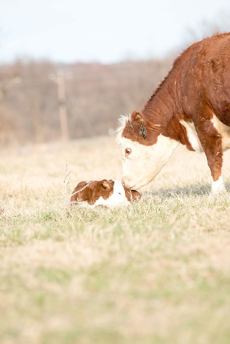 Photos submitted by Bacon Cattle and Sheep
A mother looks after her young calf at Bacon Cattle and Sheep farm in Siloam Springs.