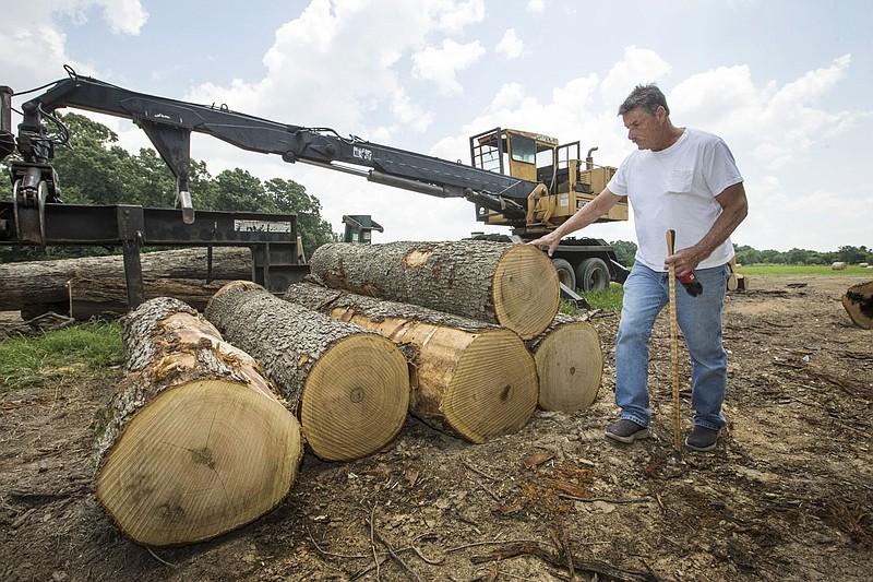 Ronnie Bowen owner of a private logging company looks over logs Wednesday, June 17, 2020, on a forest management site owned by Springdale Water Utilities. Go to nwaonline.com/photos to see more photos.
(NWA Democrat-Gazette/Ben Goff)