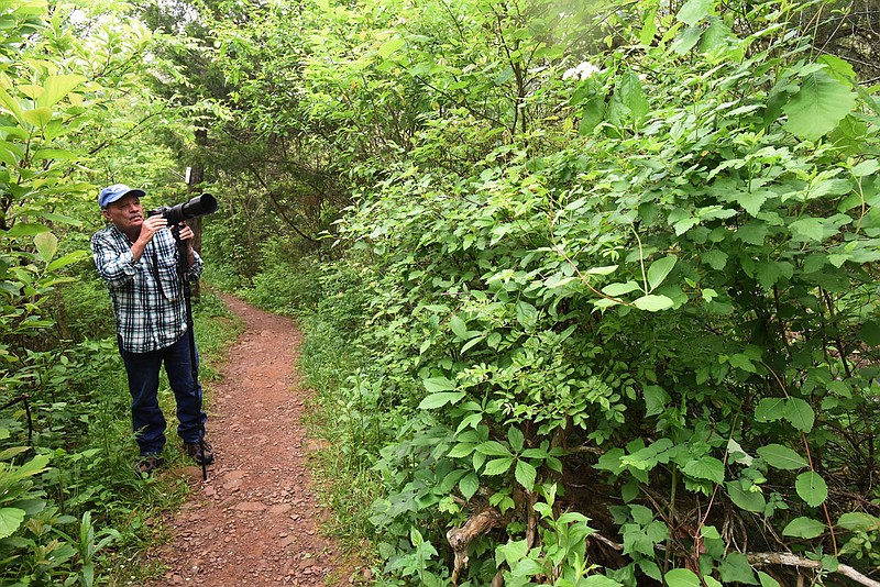 Terry Stanfill hikes and photographs wildflowers May 22 2020 in the lush vegetation of Kings River Falls Natural Area. The tract is alive with wildflowers during spring and summer along the upstream reaches of the Kings River in Madison County.
(NWA Democrat-Gazette/Flip Putthoff)