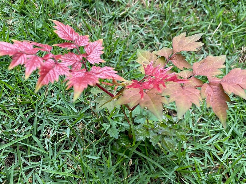 Pepper vine (Ampelopsis arborea) is a tenacious perennial weed with a strong tap root. (Special to the Democrat-Gazette)