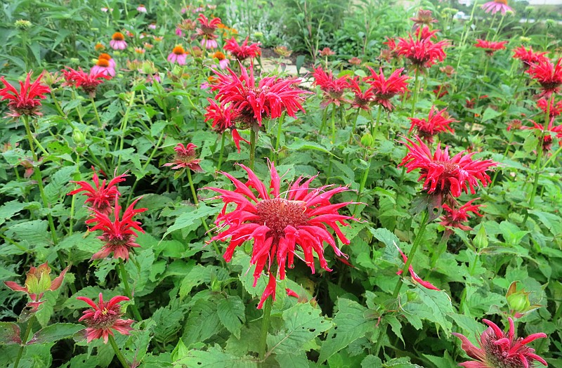 Leaves of the showy perennial species in the Monarda genus are used to brew minty teas.  (Special to the Democrat-Gazette/Janet B. Carson)