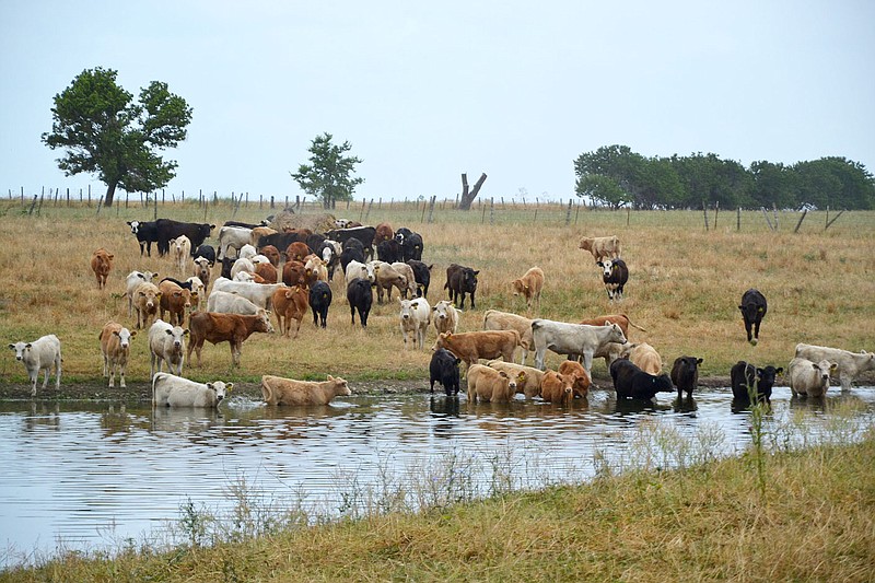 Cattle cooled off in a pond off East Harris Road Wednesday as temperatures into the 90s.