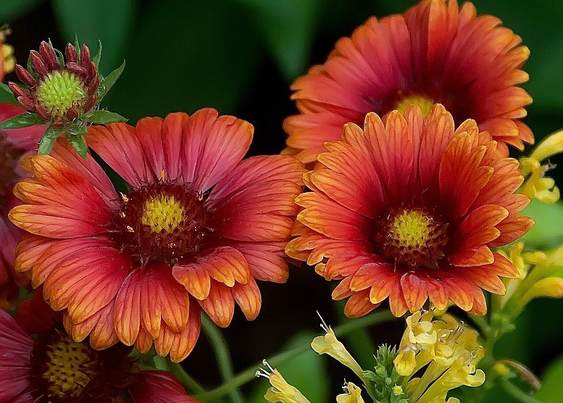Keat It Up Scarlet blanket flower or gaillardia made its debut this spring. They will reach about 2-feet tall with a spread of close to 3 feet. 
(TNS/Norman Winter)