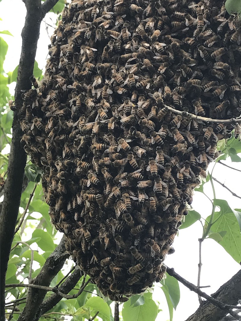 Paul Haas says he's never had to buy bees. "I’ve always caught swarms to replace and expand my hives under operation.” He's up to a total of eight hives right now.
(Courtesy Photo)