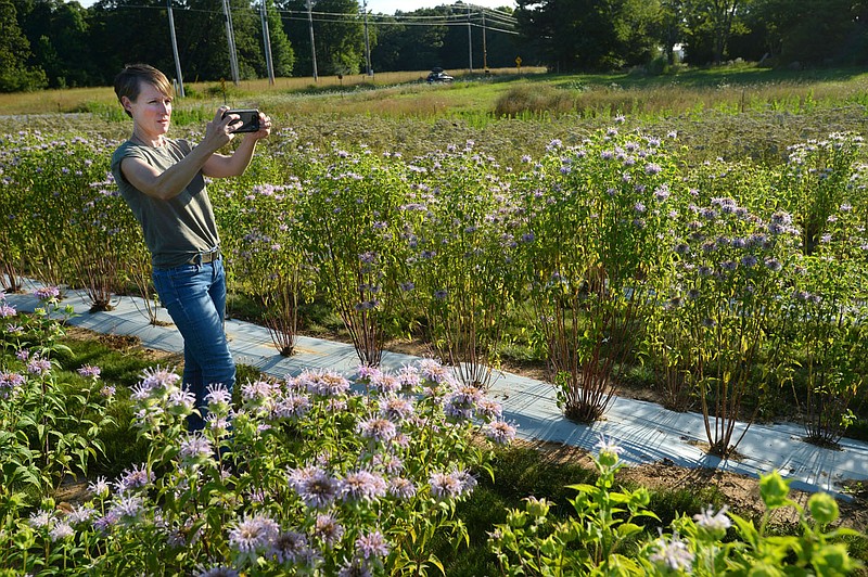 Jennifer Ogle takes a photo of rows of native bee balm plants Thursday, June 25, 2020, at a farm in Fayetteville that is participating in the Arkansas Native Seed Program. The program is a collaboration of several state, federal, and nonprofit partners who are working to create a native seed industry for the state. The goal is to create a local infrastructure capable of producing large amounts of native seed that can be used in wildlife habitat restoration efforts statewide. Visit nwaonline.com/200626Daily/ for today's photo gallery.
(NWA Democrat-Gazette/Andy Shupe)