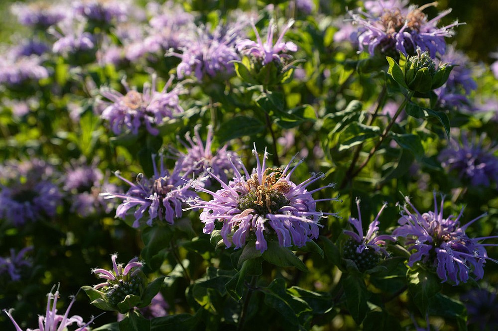 Rows of bee balm stand Thursday, June 25, 2020, at a farm in Fayetteville that is participating in the Arkansas Native Seed Program. The program is a collaboration of several state, federal, and nonprofit partners who are working to create a native seed industry for the state. The goal is to create a local infrastructure capable of producing large amounts of native seed that can be used in wildlife habitat restoration efforts statewide. Visit nwaonline.com/200626Daily/ for today's photo gallery.
(NWA Democrat-Gazette/Andy Shupe)