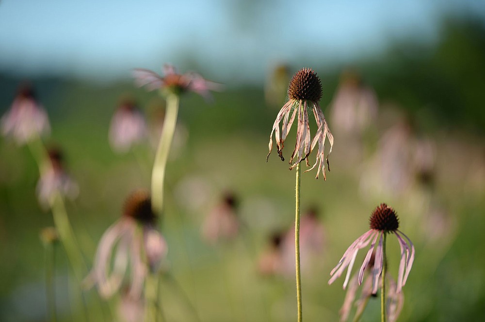 Purple cone flowers stand Thursday, June 25, 2020, at a farm in Fayetteville that is participating in the Arkansas Native Seed Program. The program is a collaboration of several state, federal, and nonprofit partners who are working to create a native seed industry for the state. The goal is to create a local infrastructure capable of producing large amounts of native seed that can be used in wildlife habitat restoration efforts statewide. Visit nwaonline.com/200626Daily/ for today's photo gallery.
(NWA Democrat-Gazette/Andy Shupe)