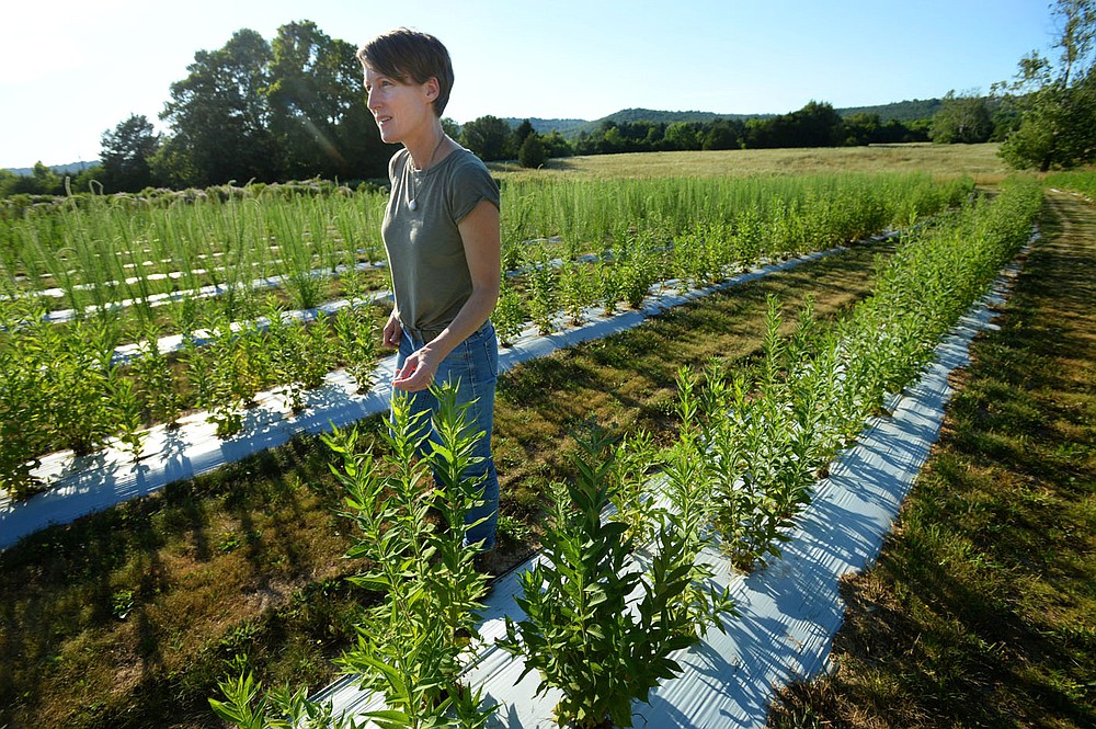 Jennifer Ogle checks on rows of native flowering plants Thursday, June 25, 2020, at a farm in Fayetteville that is participating in the Arkansas Native Seed Program. The program is a collaboration of several state, federal, and nonprofit partners who are working to create a native seed industry for the state. The goal is to create a local infrastructure capable of producing large amounts of native seed that can be used in wildlife habitat restoration efforts statewide. Visit nwaonline.com/200626Daily/ for today's photo gallery.
(NWA Democrat-Gazette/Andy Shupe)