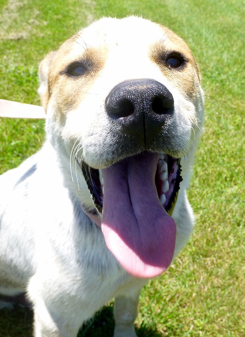 SUBMITTED
Alcatraz is an 18-month-old Catahoula-shepherd mix who is very friendly with children and other dogs. He has been neutered and is up to date on his rabies shots. Call Mark to bring this smiley guy home, 479-212-0632.