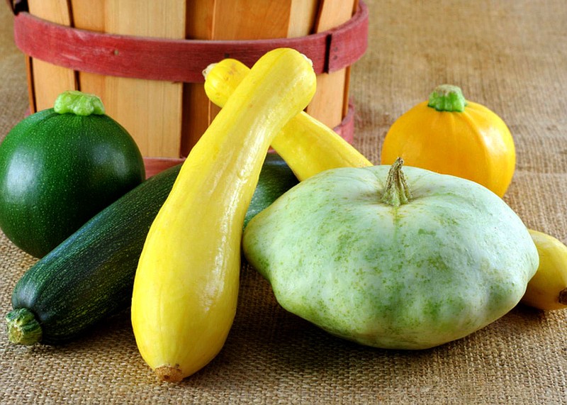 Submitted/USDA
Squash varieties grown during the summer months provide a low-calorie, rich-in-vitamins food for the summertime table.