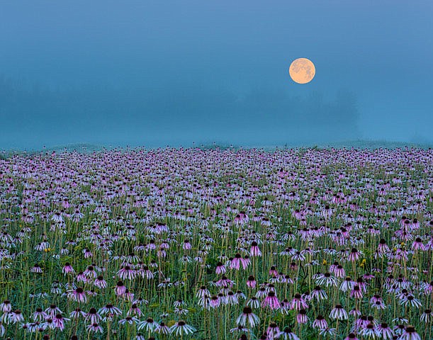 On The Cover:
"Coneflower Moonset," Tim Ernst's image of pale purple coneflowers at Flanagan Prairie Natural Area, is among photographs by the renowned wilderness photographer currently on show at the Fort Smith Regional Art Museum.
(Courtesy Photo/Tim Ernst)