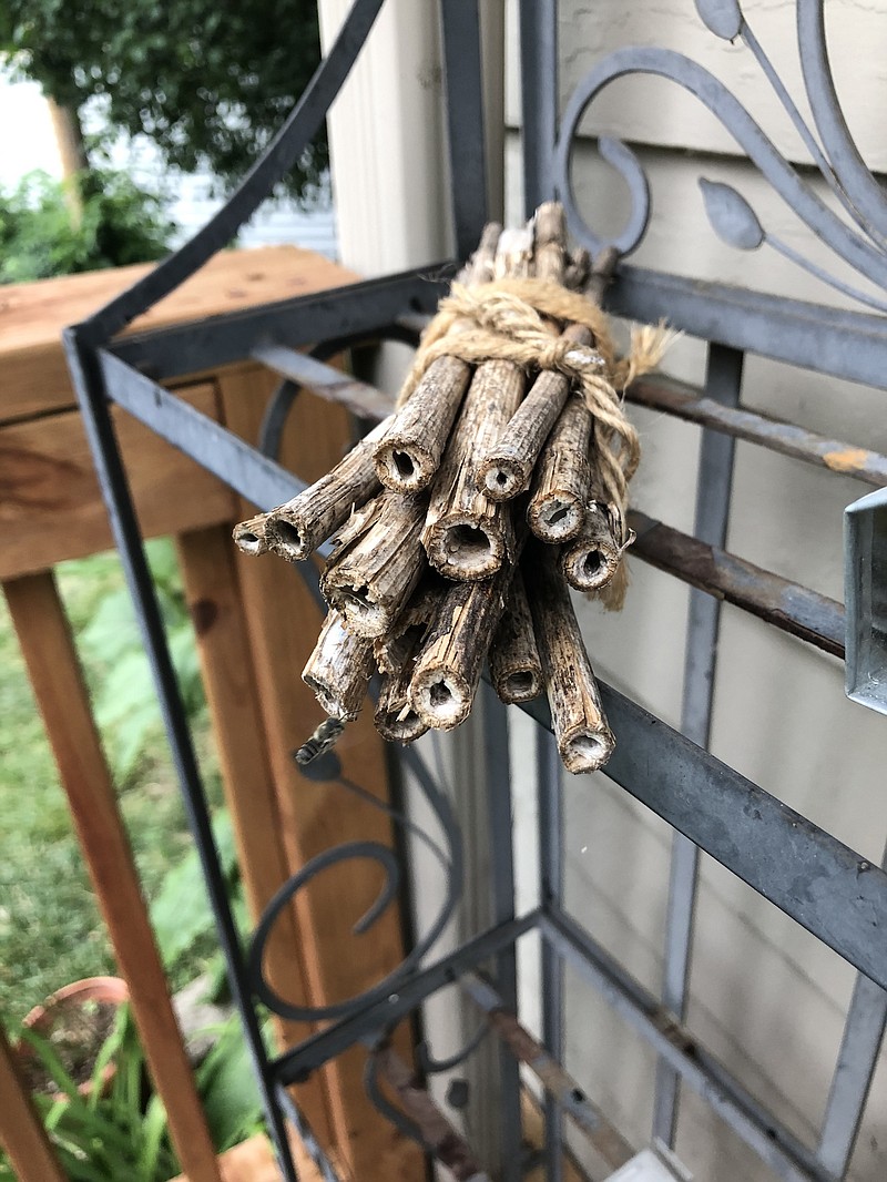 In her Nebraska garden, conservation specialist Jennifer Hopwood uses old stems of ironweed for her bee nest bundles.
(Jennifer Hopwood/Xerces Society/via The Washington Post)