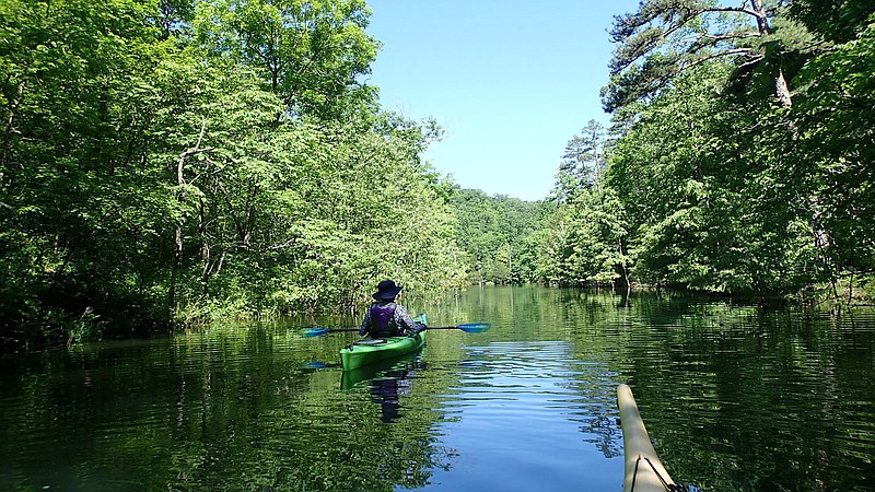 Nancy Moore, who lives on Beaver Lake east of Rogers, explores May 29 2020 a quiet inlet of the lake's Van Winkle Hollow arm. Much of Van Winkle Hollow is surrounded by Hobbs State Park-Conservation Area and is a popular paddling destination.
(NWA Democrat-Gazette/Flip Putthoff)
