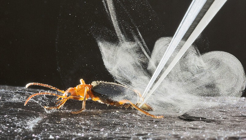 The bombadier beetle sprays its prey with toxic chemicals that come from its rear end. (Wendy Moore Photography/Charles A. Hedgcock)