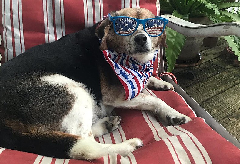 Rockit, a beagle mix, won the inaugural Patriotic Pet Contest that was hosted by the Friends of Hot Springs National Park. - Submitted photo