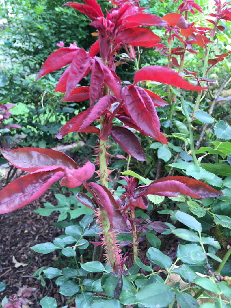 Rose rosette virus is spread by mites, which can be spread by wind.
(Special to the Democrat-Gazette)