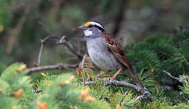 An undated photo provided by Scott M. Ramsay shows a white-throated sparrow. Over 20 years, scientists have tracked the transformation of the bird's traditional trill from western Canada to Ontario. (Scott M. Ramsay via The New York Times)