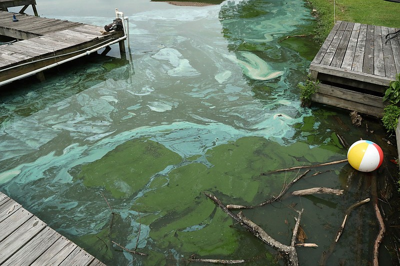 An algal bloom was visible in the 400 block of Joy Drive, near where Little Mazarn Creek flows into Lake Hamilton, on Monday. - Photo by Richard Rasmussen of The Sentinel-Record